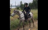 Arabian Riding Pony 7yo - 14.3hh Excalibur Park Roxtar on HorseYard.com.au (thumbnail)