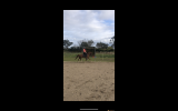 Versatile Medium Dressage Pony on HorseYard.com.au (thumbnail)