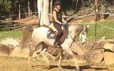 Arabian Riding Pony 7yo - 14.3hh Excalibur Park Roxtar on HorseYard.com.au (thumbnail)