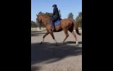FLASHY GELDING  on HorseYard.com.au (thumbnail)