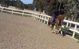 FLASHY GELDING  on HorseYard.com.au (thumbnail)