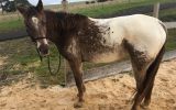 Pepper- Appaloosa teen's mount on HorseYard.com.au (thumbnail)