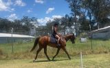 TENNESSEE on HorseYard.com.au (thumbnail)