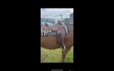 Half breed 15” inside seat  on HorseYard.com.au (thumbnail)