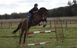 Dressage or Jumping star  on HorseYard.com.au (thumbnail)