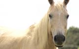 My lovely palomino  on HorseYard.com.au (thumbnail)
