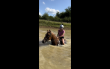 Flashy chestnut gelding  on HorseYard.com.au (thumbnail)