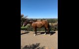 Irish Sport Horse x Waler 5yo 15.2hh gelding on HorseYard.com.au (thumbnail)