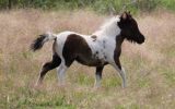 Black Buckskin Pinto Miniature Filly on HorseYard.com.au (thumbnail)