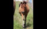 Mini Horse Weanling Gelding on HorseYard.com.au (thumbnail)