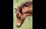 Mini Horse Weanling Gelding on HorseYard.com.au (thumbnail)