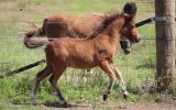 Mini Horse Weanling Gelding on HorseYard.com.au (thumbnail)