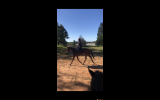 Flashy chestnut gelding  on HorseYard.com.au (thumbnail)