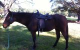Billy Cook Western Trail Saddle on HorseYard.com.au (thumbnail)
