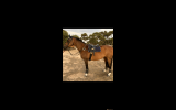 HANDSOME GELDING on HorseYard.com.au (thumbnail)