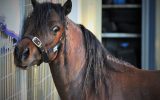 Blood bay Miniature Stallion on HorseYard.com.au (thumbnail)