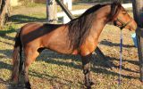 Blood bay Miniature Stallion on HorseYard.com.au (thumbnail)