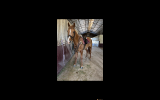 Flashy chestnut gelding  on HorseYard.com.au (thumbnail)