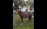 14.2 Arabian Gelding on HorseYard.com.au (thumbnail)