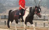 Gizmo - Riding School Reduction on HorseYard.com.au (thumbnail)