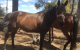 lucky on HorseYard.com.au (thumbnail)