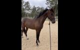 Unbroken filly on HorseYard.com.au (thumbnail)