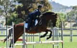 10 y/o Thoroughbred mare on HorseYard.com.au (thumbnail)