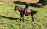 Heritage ASH mare on HorseYard.com.au (thumbnail)