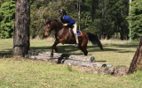Elementary Dressage Pony GRPx  on HorseYard.com.au (thumbnail)