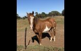 Lovely stock horse to good home only on HorseYard.com.au (thumbnail)