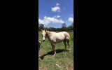 Flashy Palomino Appaloosa gelding on HorseYard.com.au (thumbnail)