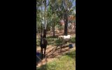 Flashy Palomino Appaloosa gelding on HorseYard.com.au (thumbnail)