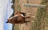Lovely stock horse to good home only on HorseYard.com.au (thumbnail)