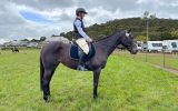 Beautiful Black  on HorseYard.com.au (thumbnail)