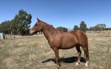 Chestnut Brumby Mare on HorseYard.com.au (thumbnail)