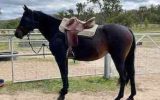 Lovely 14.3 hh 12 year old ASH x Arab mare on HorseYard.com.au (thumbnail)