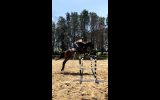 17.1hh Showjumper on HorseYard.com.au (thumbnail)