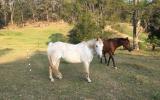 Beautiful companion pony on HorseYard.com.au (thumbnail)