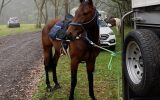 Beautiful bay for trail riding  on HorseYard.com.au (thumbnail)