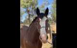 Cyldesdale x Suffolk Punch Mare 8yrs on HorseYard.com.au (thumbnail)