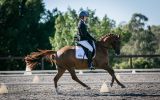 Versatile Medium Dressage Pony on HorseYard.com.au (thumbnail)