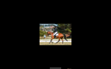 Elementary Dressage Pony GRPx  on HorseYard.com.au (thumbnail)