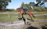 Stunning Chestnut Gelding on HorseYard.com.au (thumbnail)
