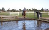 Stunning Chestnut Gelding on HorseYard.com.au (thumbnail)