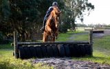 Stunning Chestnut Gelding on HorseYard.com.au (thumbnail)