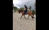 Stunning Chestnut Gelding on HorseYard.com.au (thumbnail)