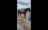 Stock horse mare on HorseYard.com.au (thumbnail)