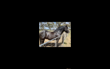 GYPSY COB (75%) GELDING, 6YO, 15.3hh (Registered) on HorseYard.com.au (thumbnail)