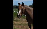 Pure Arabian Rabicano Chestnut Mare on HorseYard.com.au (thumbnail)