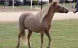 Miniature Horse Mare on HorseYard.com.au (thumbnail)